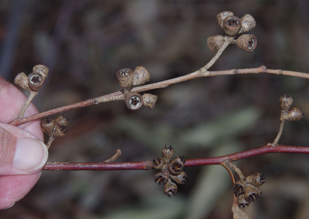 Eucalyptus grandis × rudis