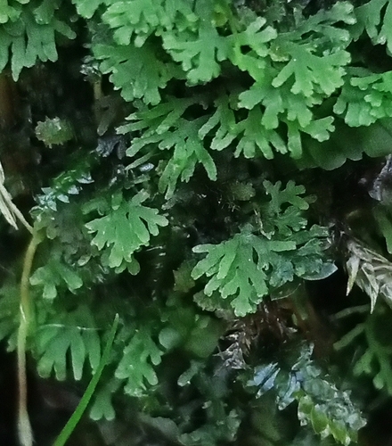 Riccardia multifida
