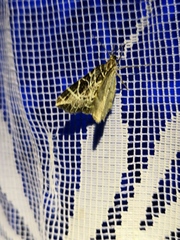 Eustroma reticulata