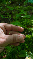Carex trisperma