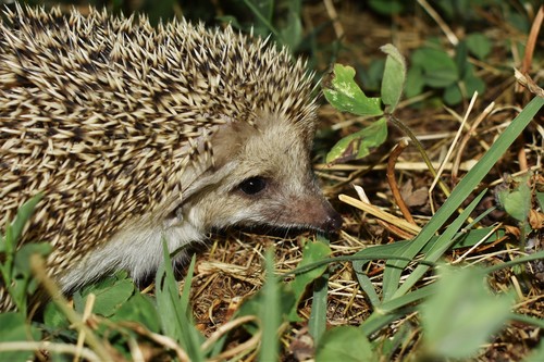 Long-eared Hedgehog