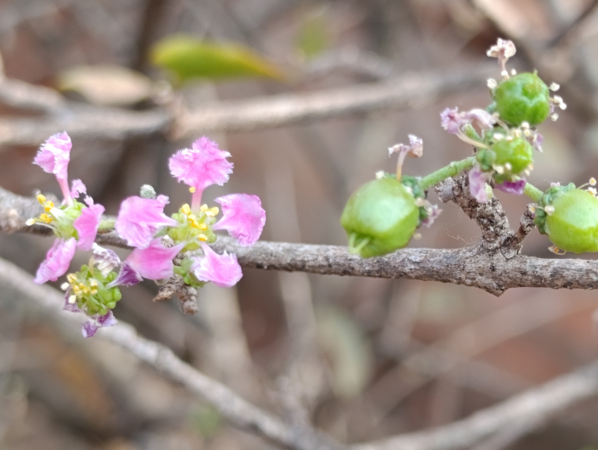 Malpighia emarginata