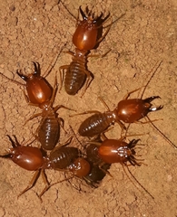 Syntermes molestus