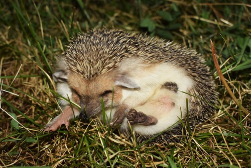 Long-eared Hedgehog
