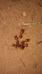 Syntermes molestus