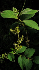 Tournefortia villosa