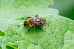 Bombus consobrinus