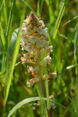 Orobanche picridis