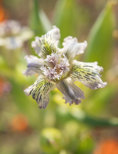 Speckle Spiderlily (Ferraria ferrariola)