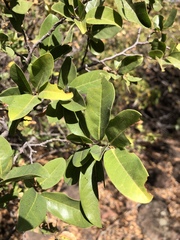 Artabotrys brachypetalus
