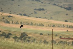 Corvus corone orientalis