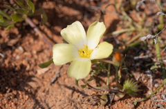 Grielum humifusum, photograph (c) Morten Ross, some rights reserved (CC BY)