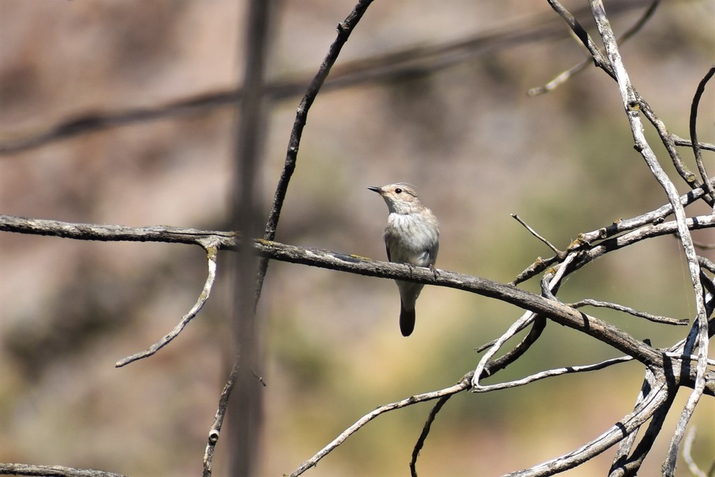 European Spotted Flycatcher