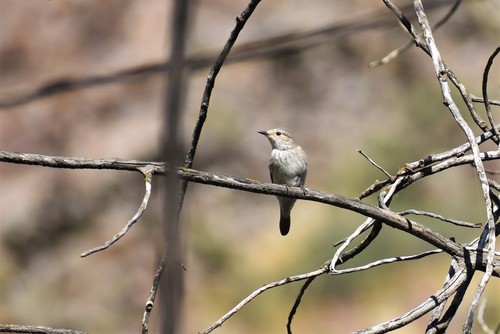 Spotted Flycatcher