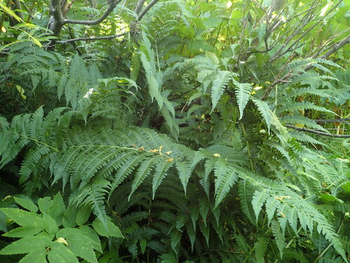 Deparia pterorachis iNat (2)