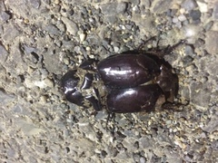 Oryctes nasicornis corniculatus