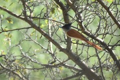 Terpsiphone paradisi leucogaster
