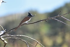 Terpsiphone paradisi leucogaster