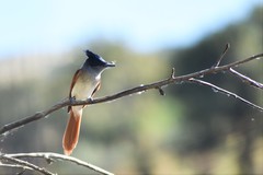 Terpsiphone paradisi leucogaster