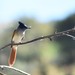 Indian Paradise-Flycatcher (Himalayan) - Photo (c) Kudaibergen Amirekul, some rights reserved (CC BY-SA), uploaded by Kudaibergen Amirekul