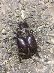 Oryctes nasicornis corniculatus