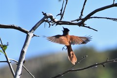 Terpsiphone paradisi leucogaster