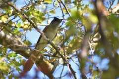 Terpsiphone paradisi leucogaster