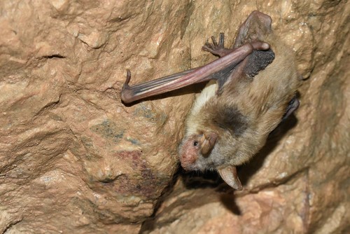 Lesser mouse-eared bat