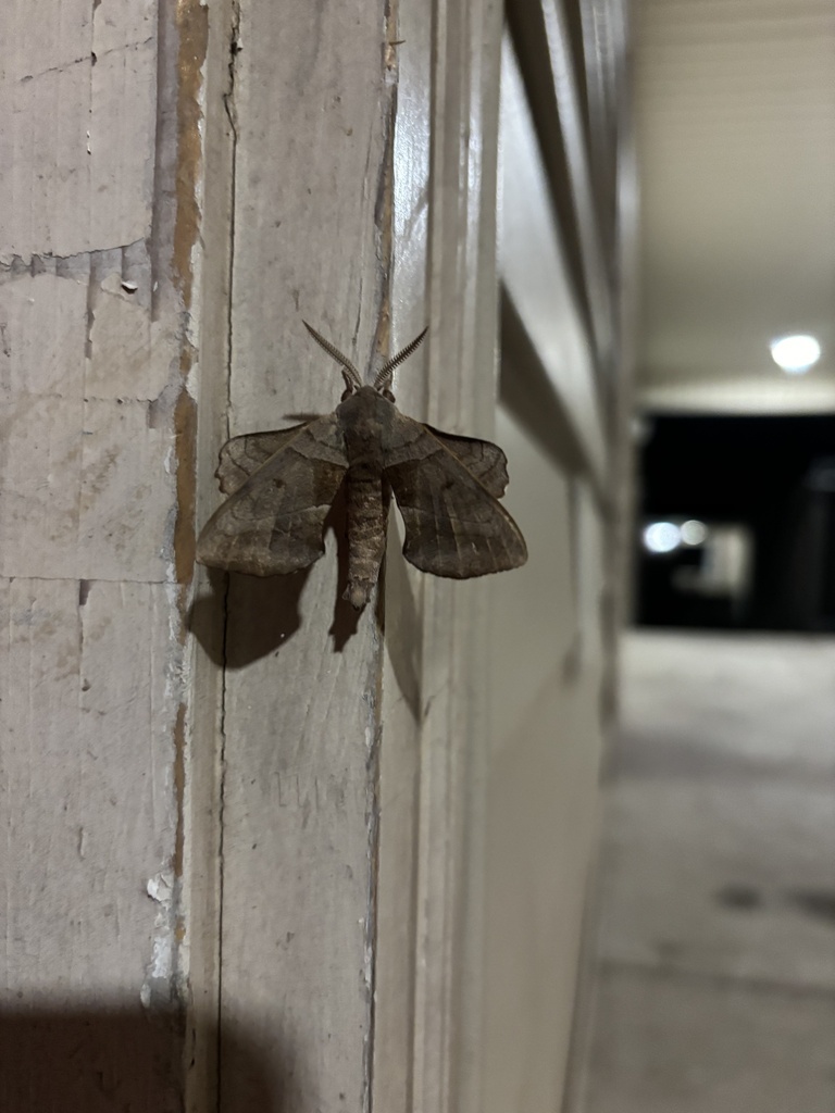 Walnut Sphinx from W Frey St, Stephenville, TX, US on September 25 ...