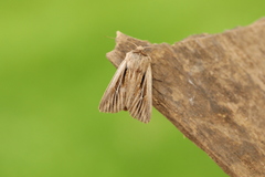 Leucania comma