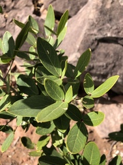 Thilachium africanum