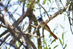 Terpsiphone paradisi leucogaster