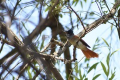 Terpsiphone paradisi leucogaster