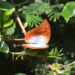 Charaxes varanes vologeses