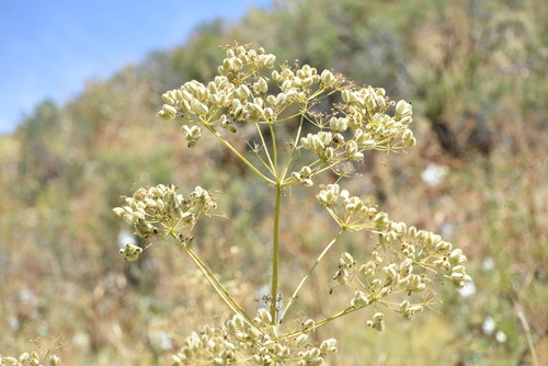 Image of Prangos pabularia by (c) Kudaibergen Amirekul, some rights reserved (CC BY-SA)