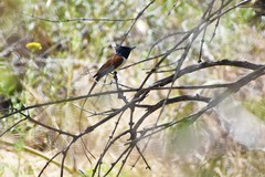 Terpsiphone paradisi leucogaster