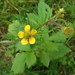 Yellow Avens - Photo (c) Eduard Garin, some rights reserved (CC BY-NC), uploaded by Eduard Garin