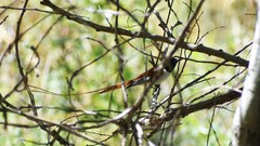 Terpsiphone paradisi leucogaster