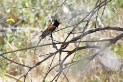 Terpsiphone paradisi leucogaster