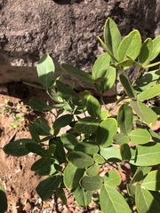 Thilachium africanum