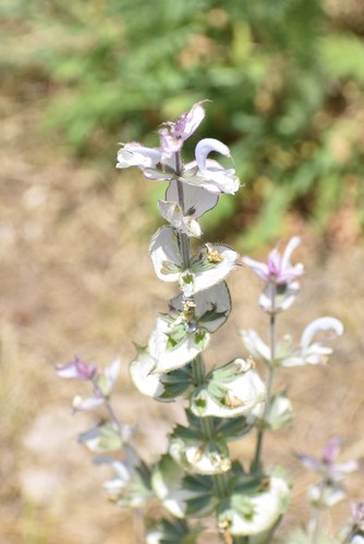 Salvia sclarea
