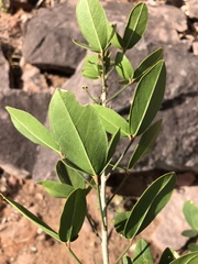 Thilachium africanum