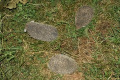 Hemiechinus auritus