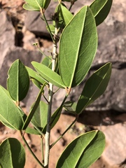 Thilachium africanum