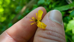 Ranunculus hispidus caricetorum