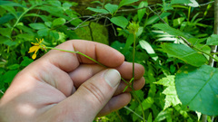 Ranunculus hispidus caricetorum
