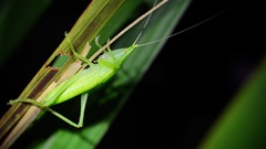 Belocephalus