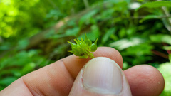 Ranunculus hispidus caricetorum