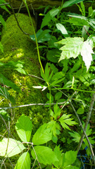 Ranunculus hispidus caricetorum