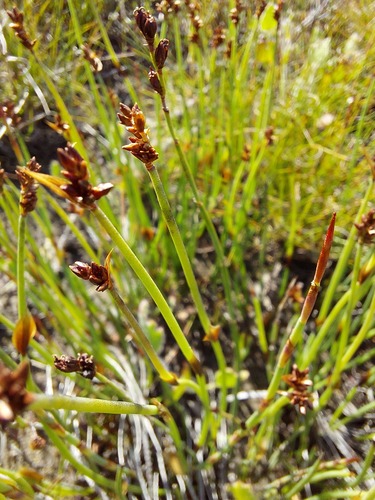 Scale Goldreed (Elegia squamosa)